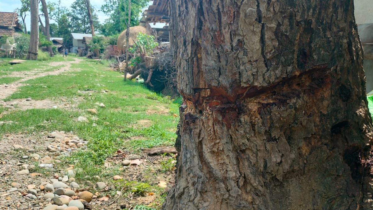 घरमा रुख खस्ने डरले वन फाडेर बसेका मानिसलेले रुख सुकाउन लगाएको जुक्ति। तस्विर : सविता बुढा/ सेतोपाटी